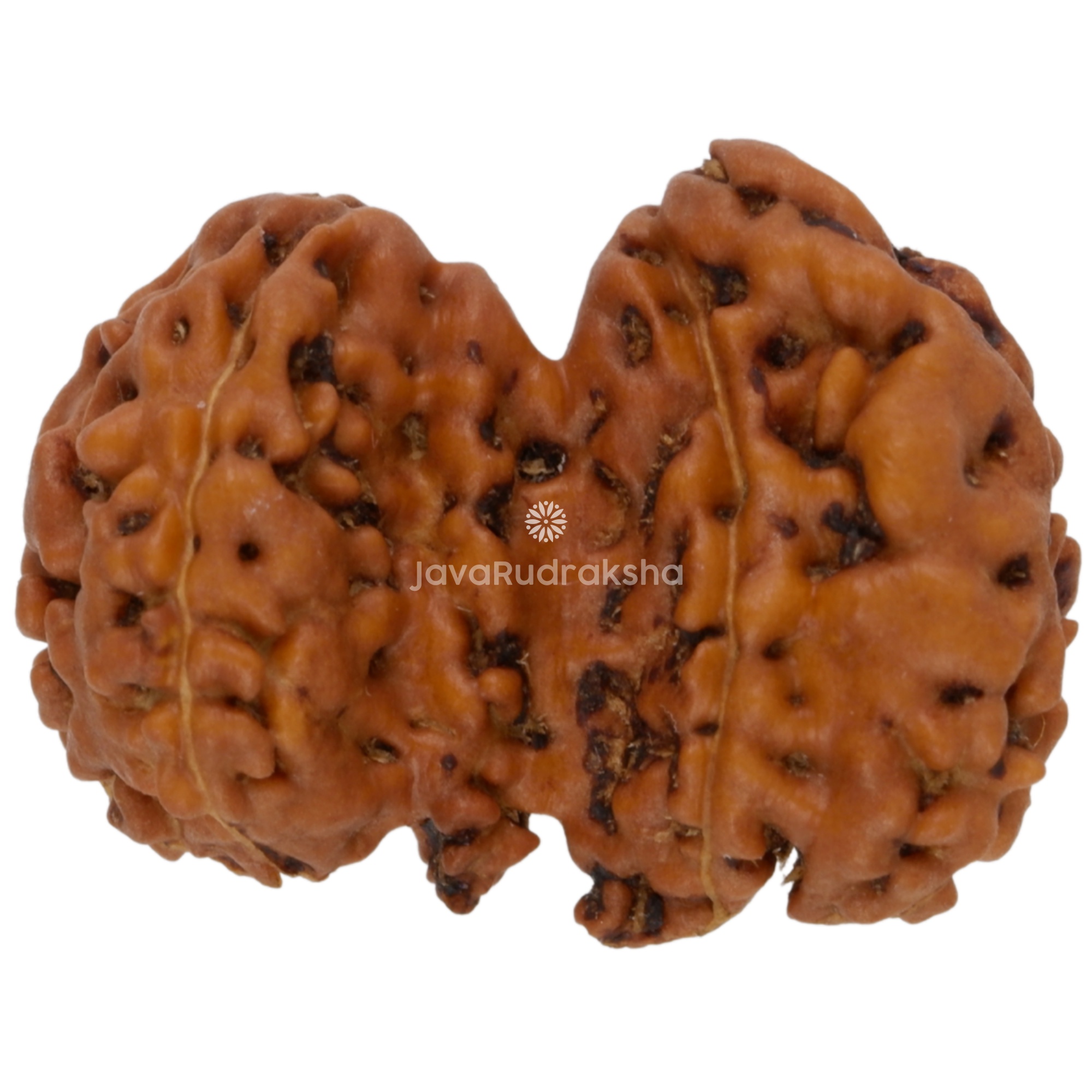 Chaturjuti Java Rudraksha 15.81 mm left side view