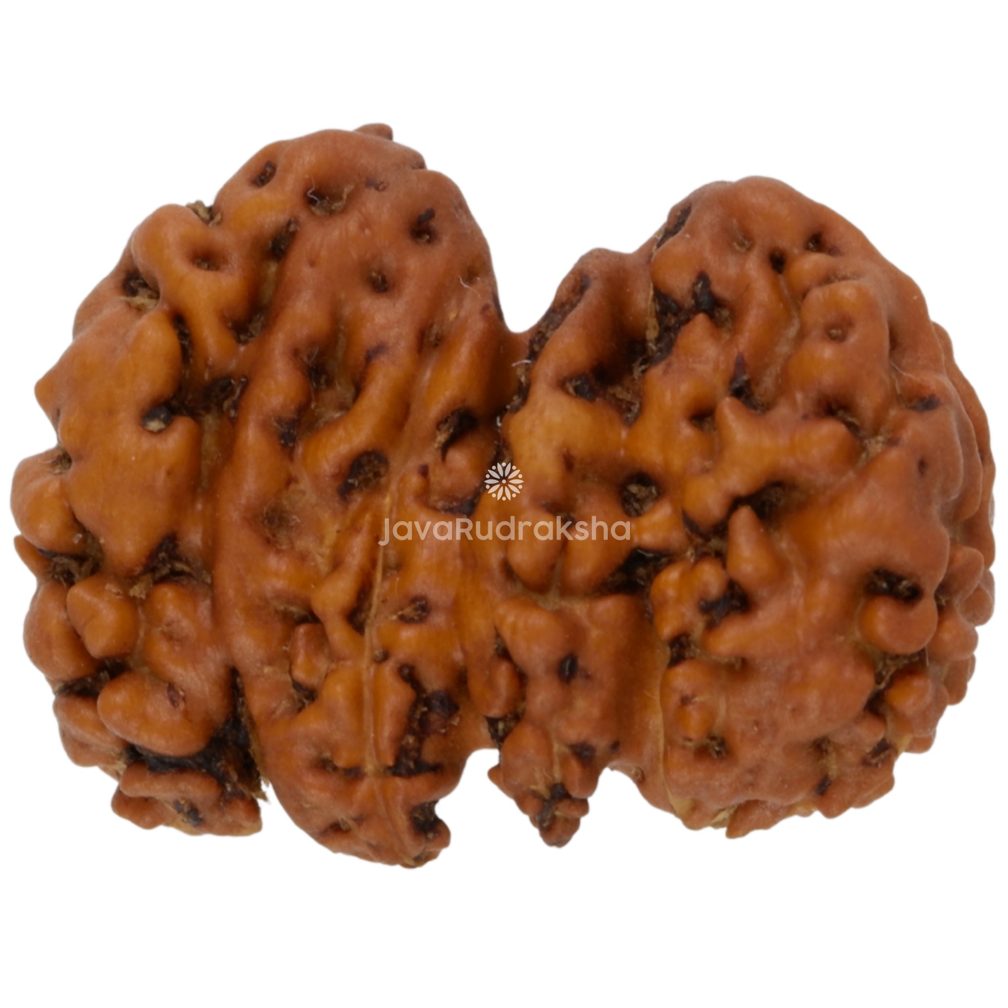 Chaturjuti Java Rudraksha 15.81 mm right side view