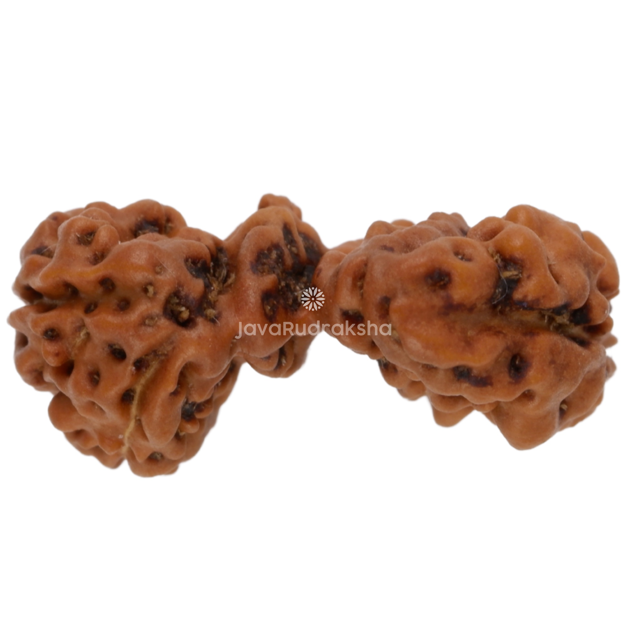 Chaturjuti Java Rudraksha 15.81 mm top view