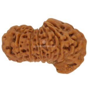 Ganesh 15 Mukhi Java Rudraksha 17.21 mm right side view