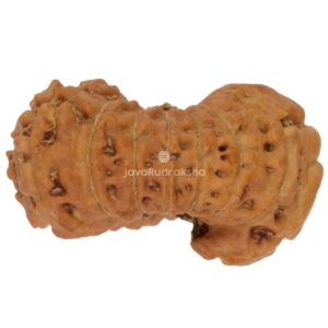 Ganesh 17 Mukhi Java Rudraksha 15.73 mm right side view