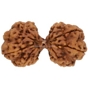 Gauri Shankar 11 Mukhi Java Rudraksha 39.23 mm top view