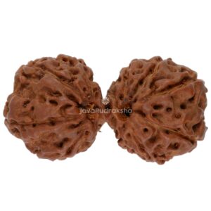 Gauri Shankar 12 Mukhi Java Rudraksha 32.52 mm top view