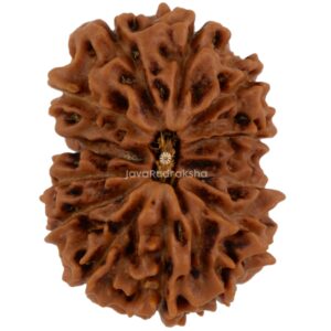 13 Mukhi Java Rudraksha 25.01 mm top view