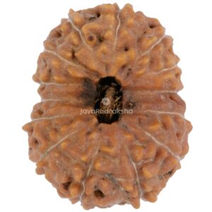 14 Mukhi Java Rudraksha 22.13 mm top view