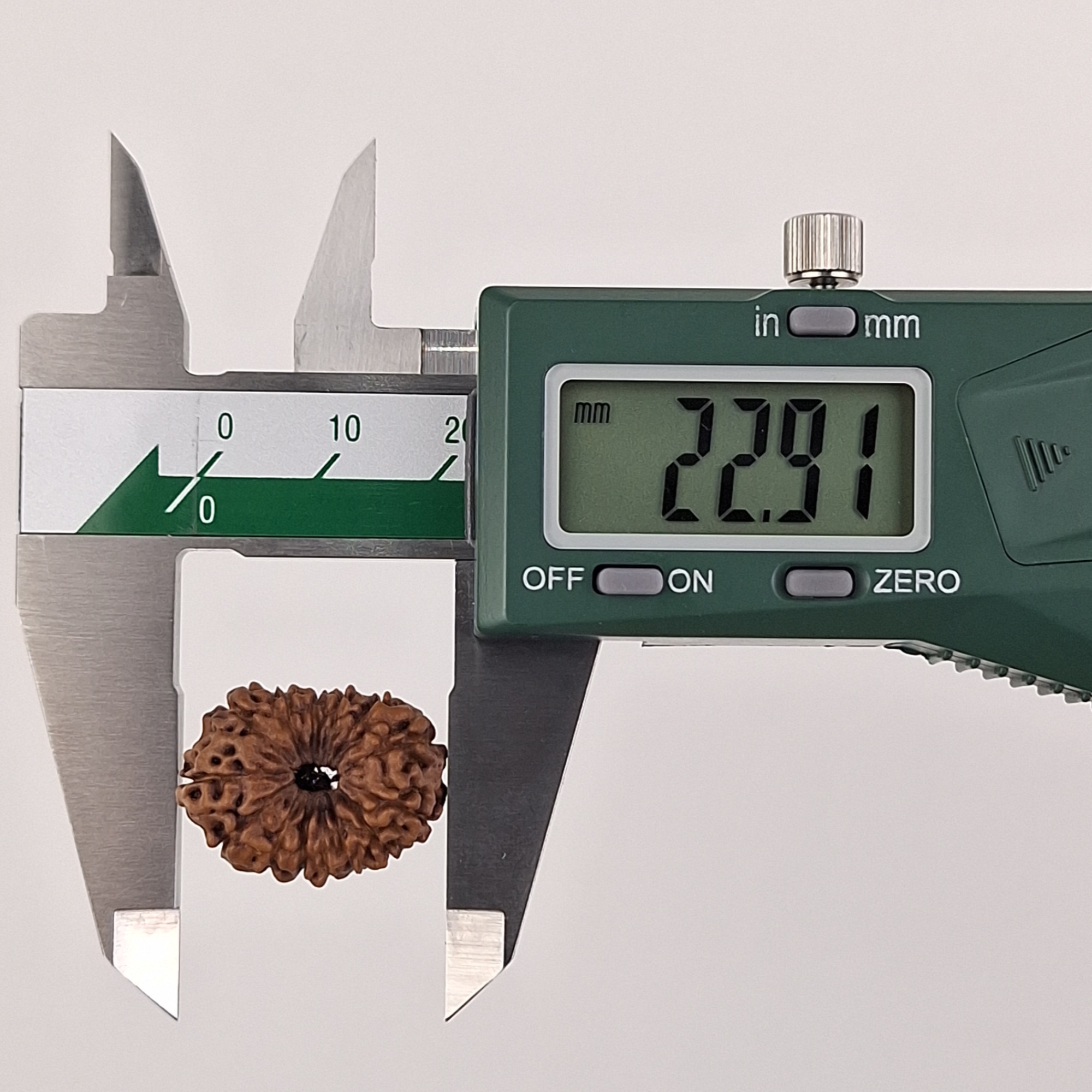 14 Mukhi Java Rudraksha 22.91 mm length measurement