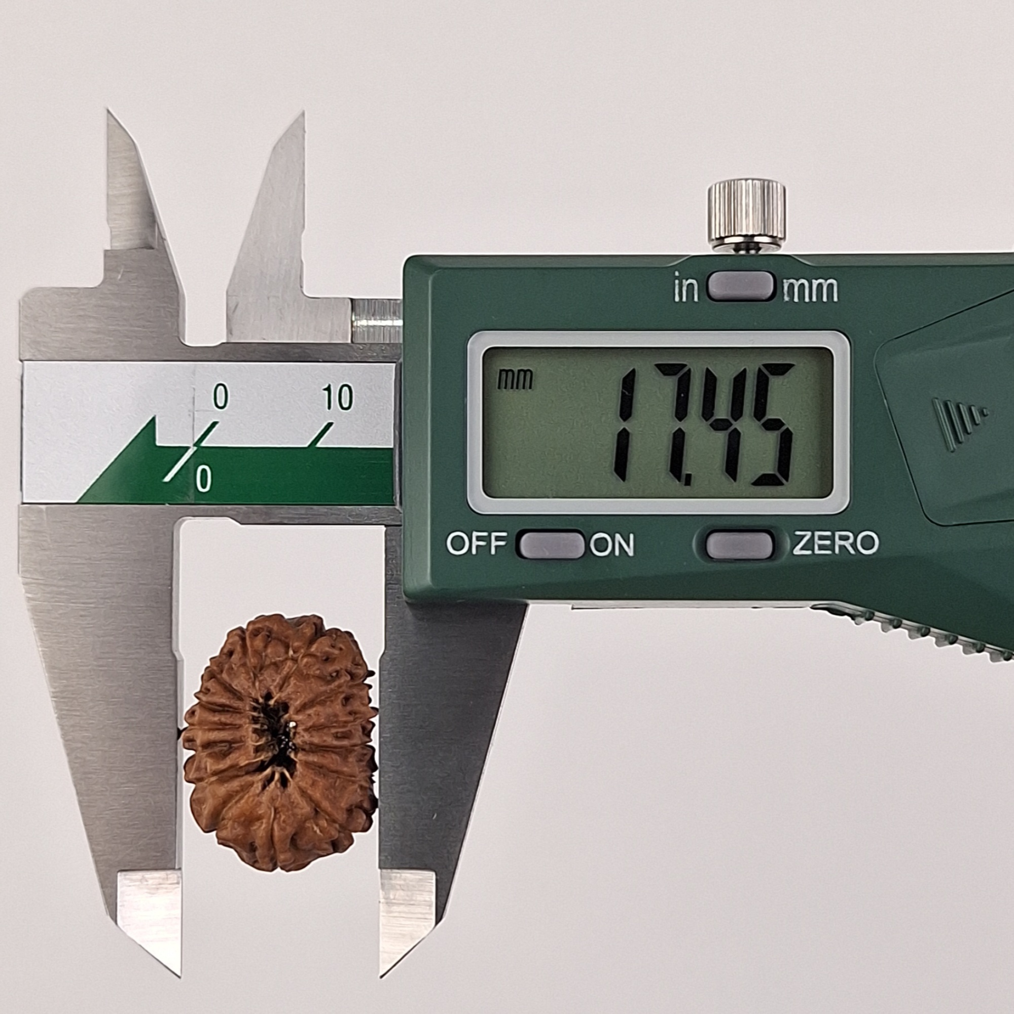 14 Mukhi Java Rudraksha 17.45 mm width measurement
