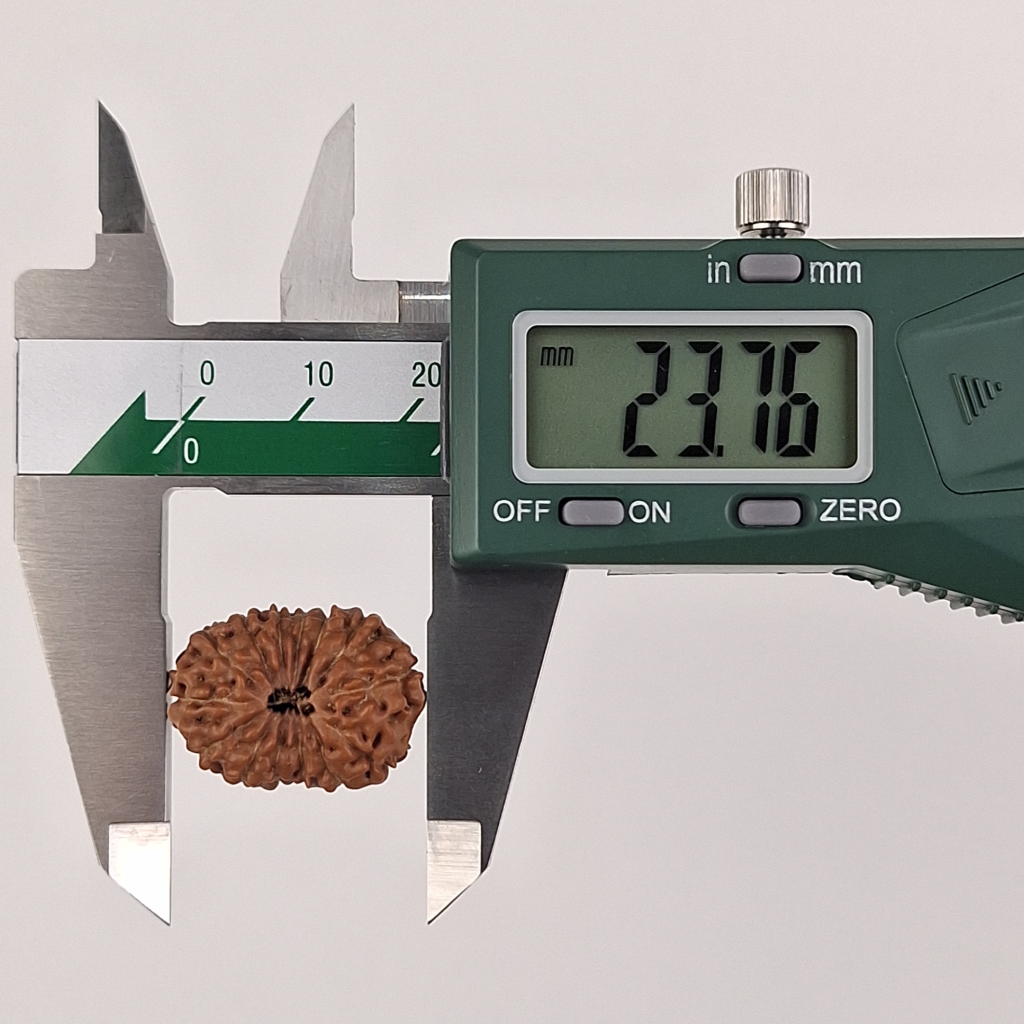 14 Mukhi Java Rudraksha 23.76 mm length measurement