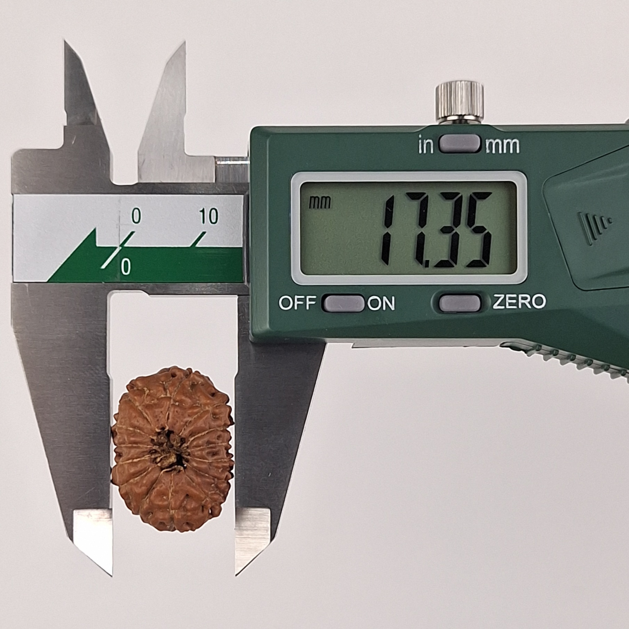14 Mukhi Java Rudraksha 17.35 mm width measurement