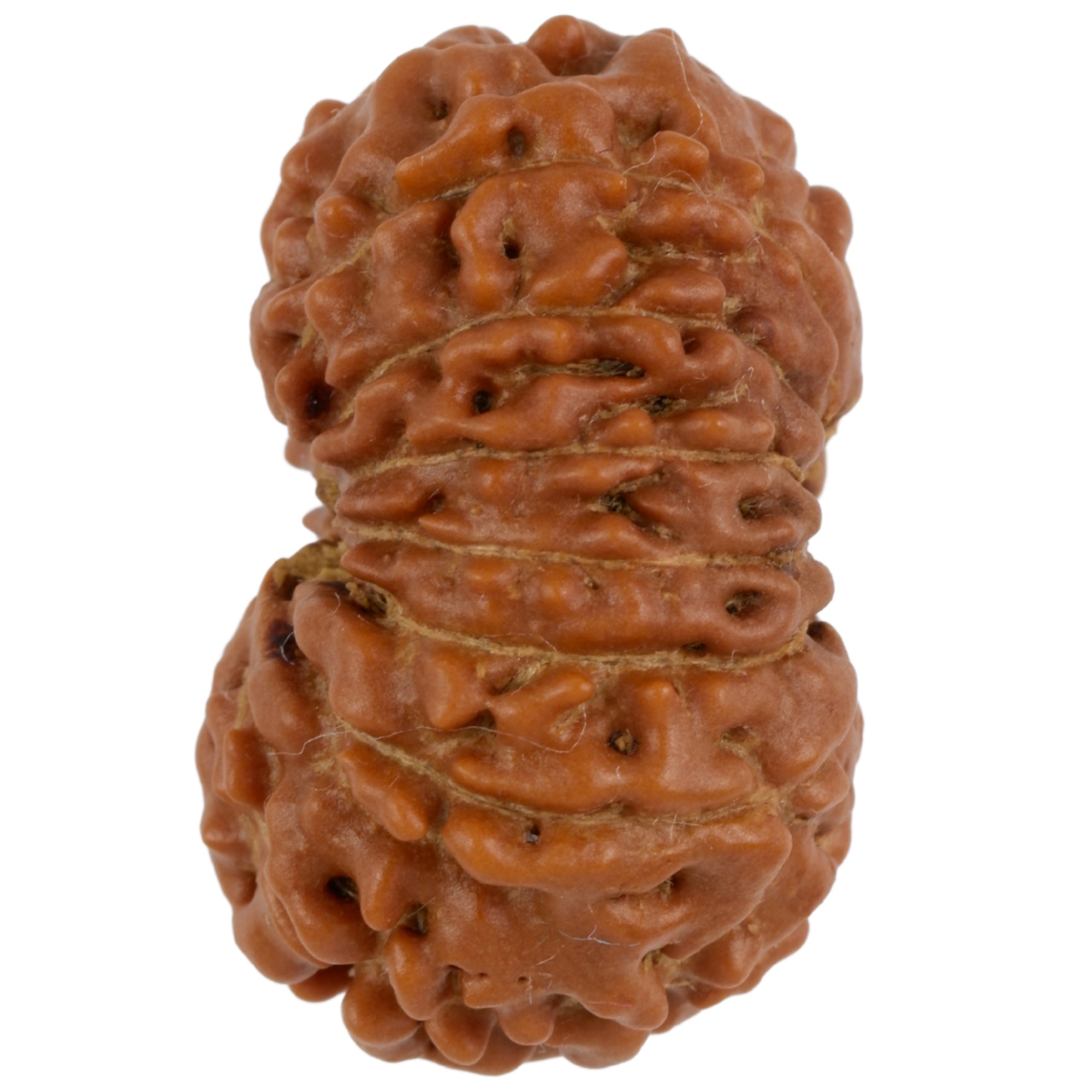 14 Mukhi Java Rudraksha 23.76 mm left side angle