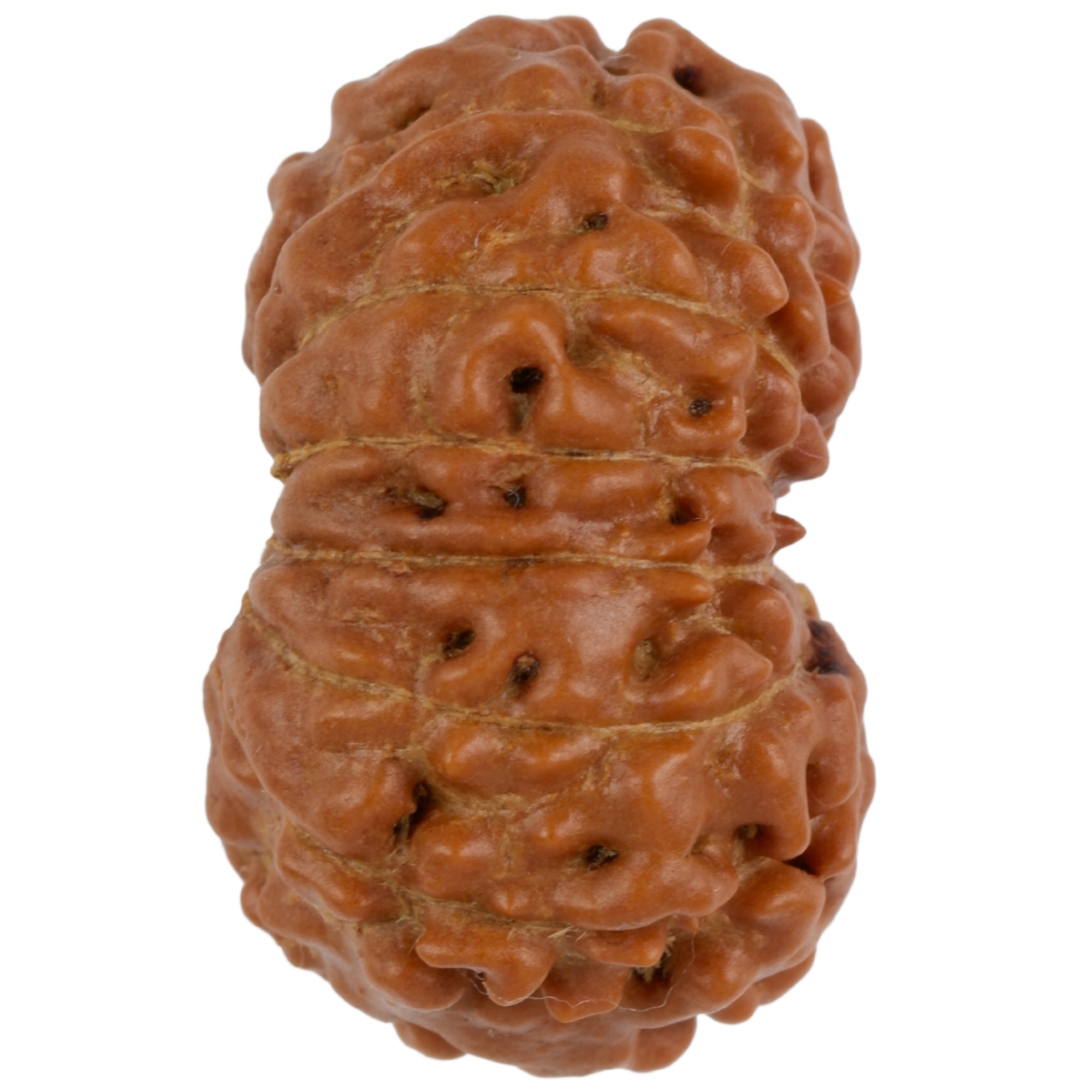 14 Mukhi Java Rudraksha 23.76 mm right side angle