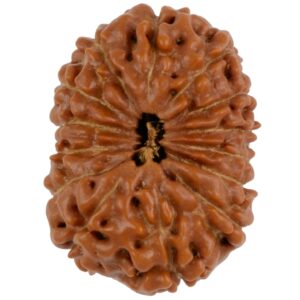 14 Mukhi Java Rudraksha 23.76 mm top view