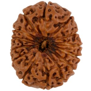 14 Mukhi Java Rudraksha 23.92 mm top view