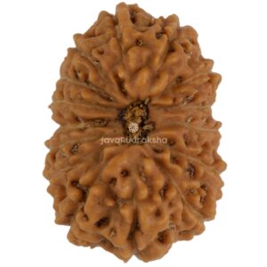 15 Mukhi Java Rudraksha 20.31 mm top view
