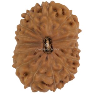 15 Mukhi Java Rudraksha 20.42 mm top view