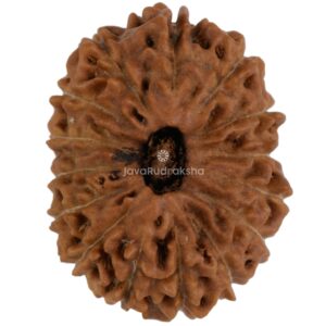 15 Mukhi Java Rudraksha 20.67 mm top view