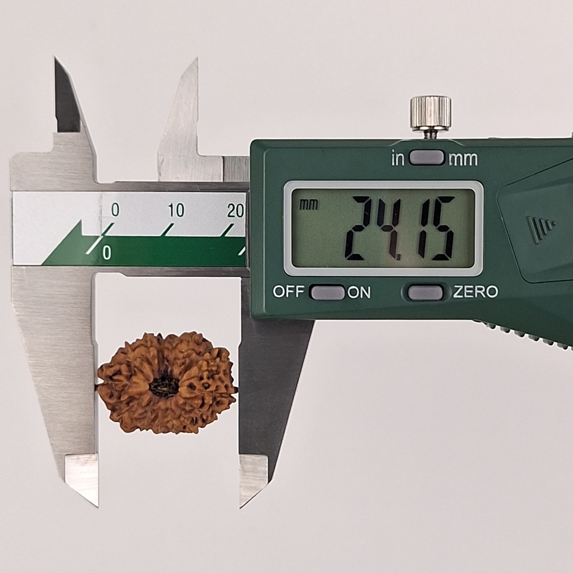 15 Mukhi Java Rudraksha 24.15 mm length measurement