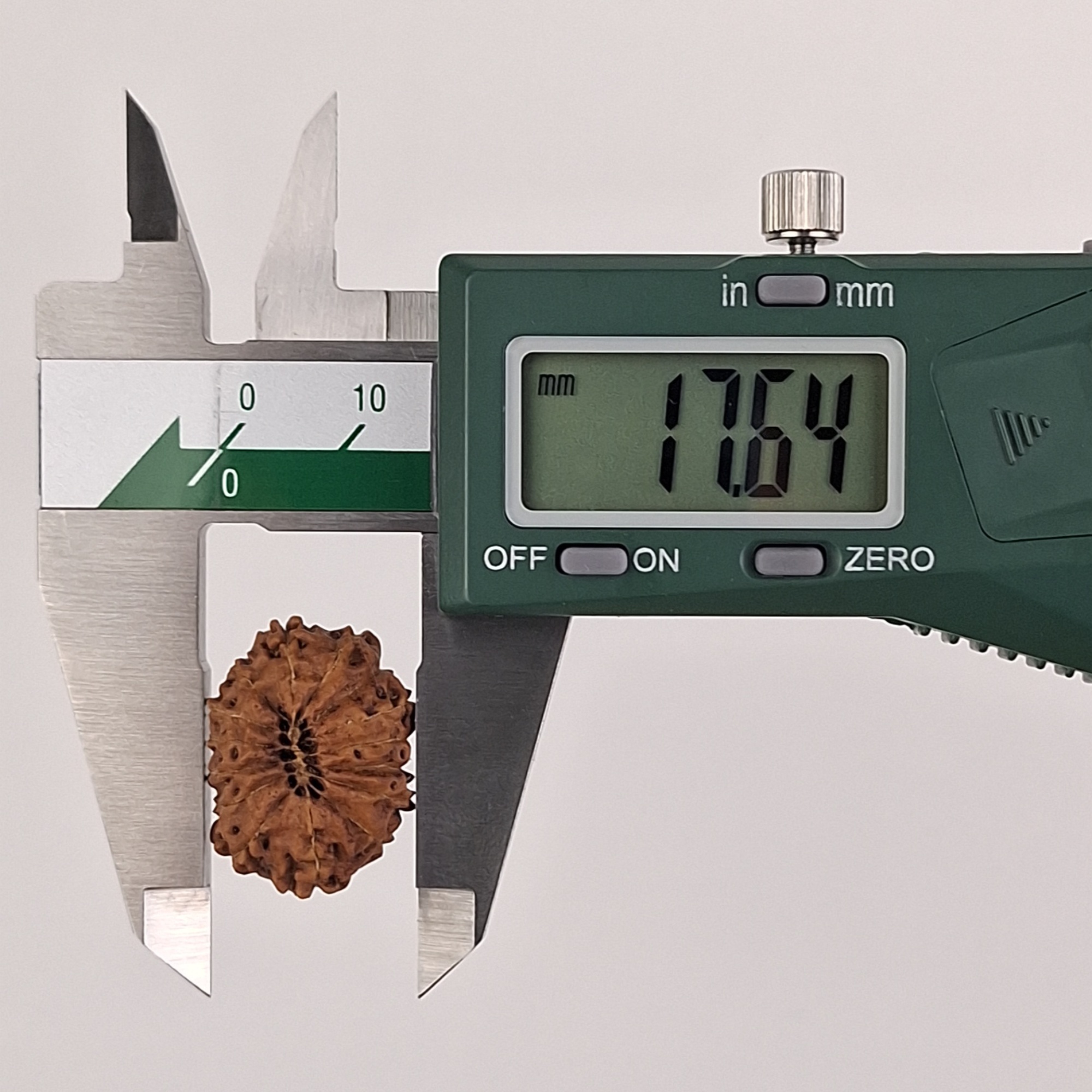 15 Mukhi Java Rudraksha 17.64 mm width measurement