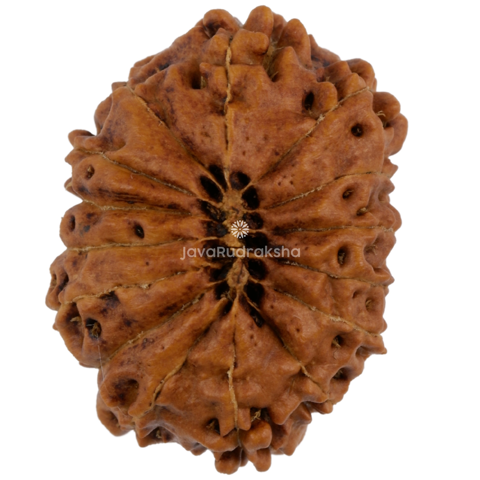 15 Mukhi Java Rudraksha 24.15 mm bottom view