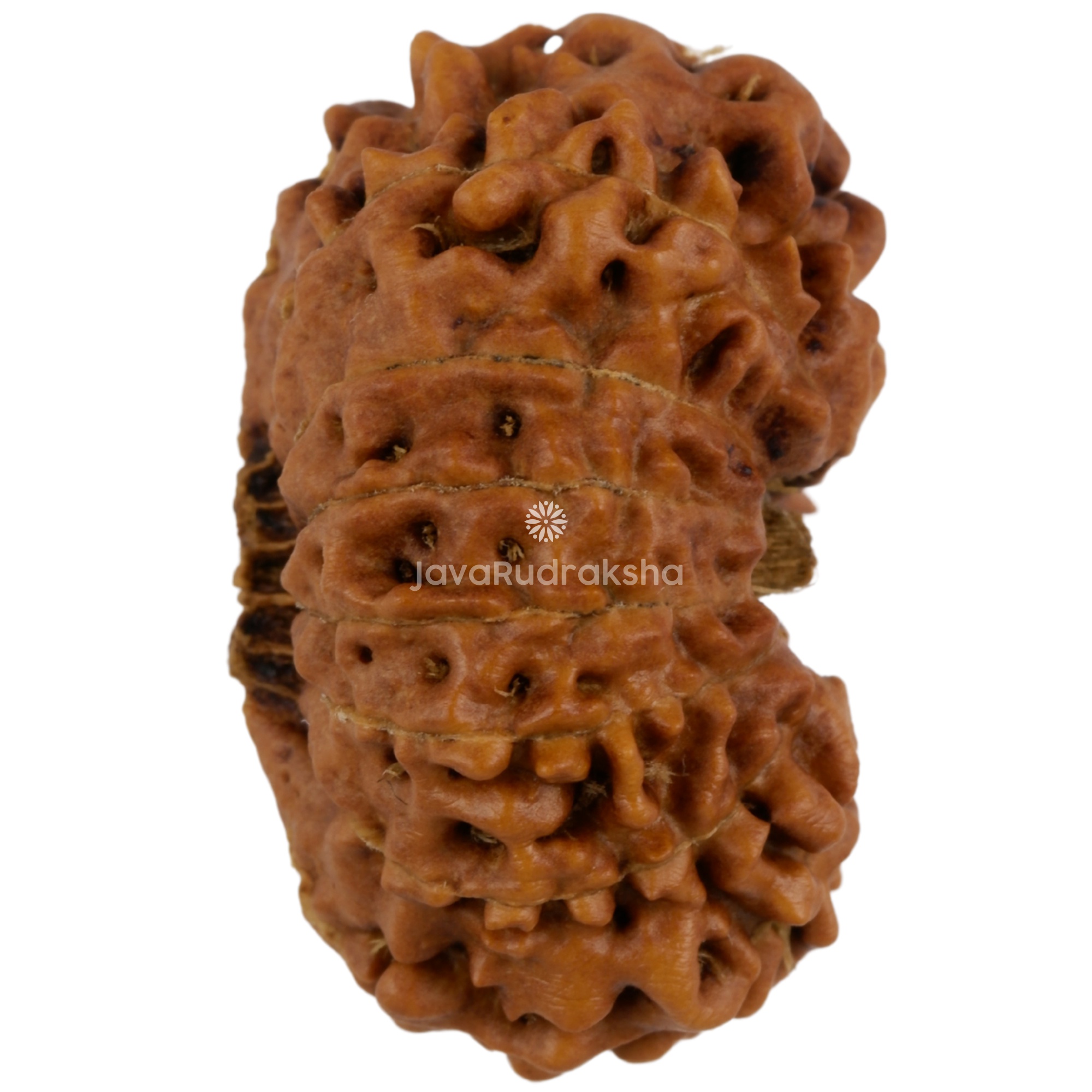 15 Mukhi Java Rudraksha 24.15 mm right side angle
