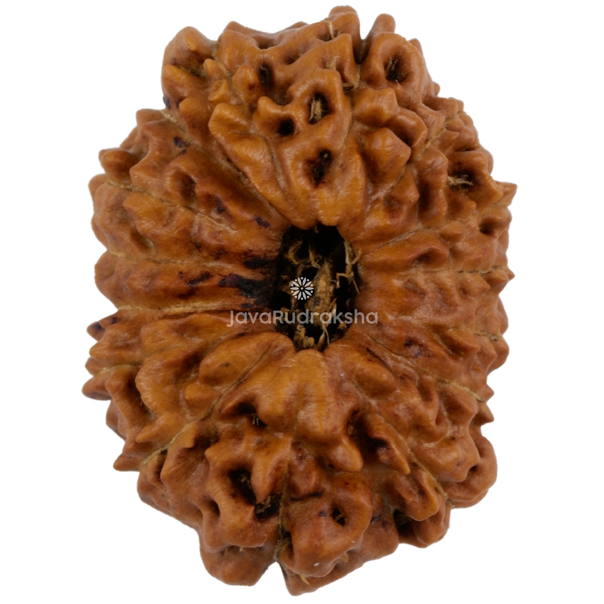 15 Mukhi Java Rudraksha 24.15 mm top view