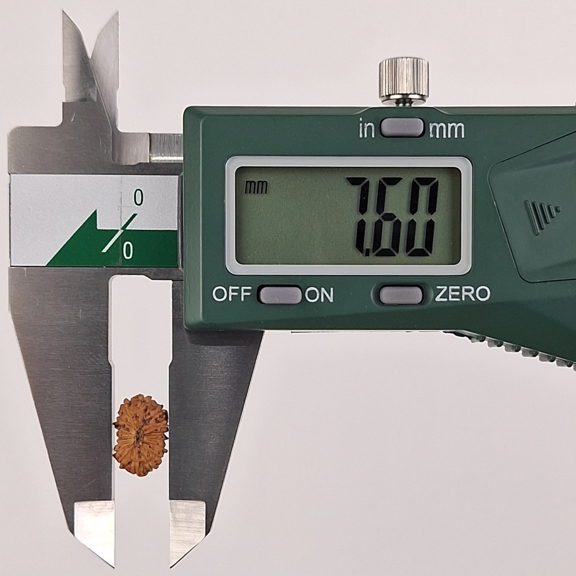 16 Mukhi Java Rudraksha 7.60 mm width measurement