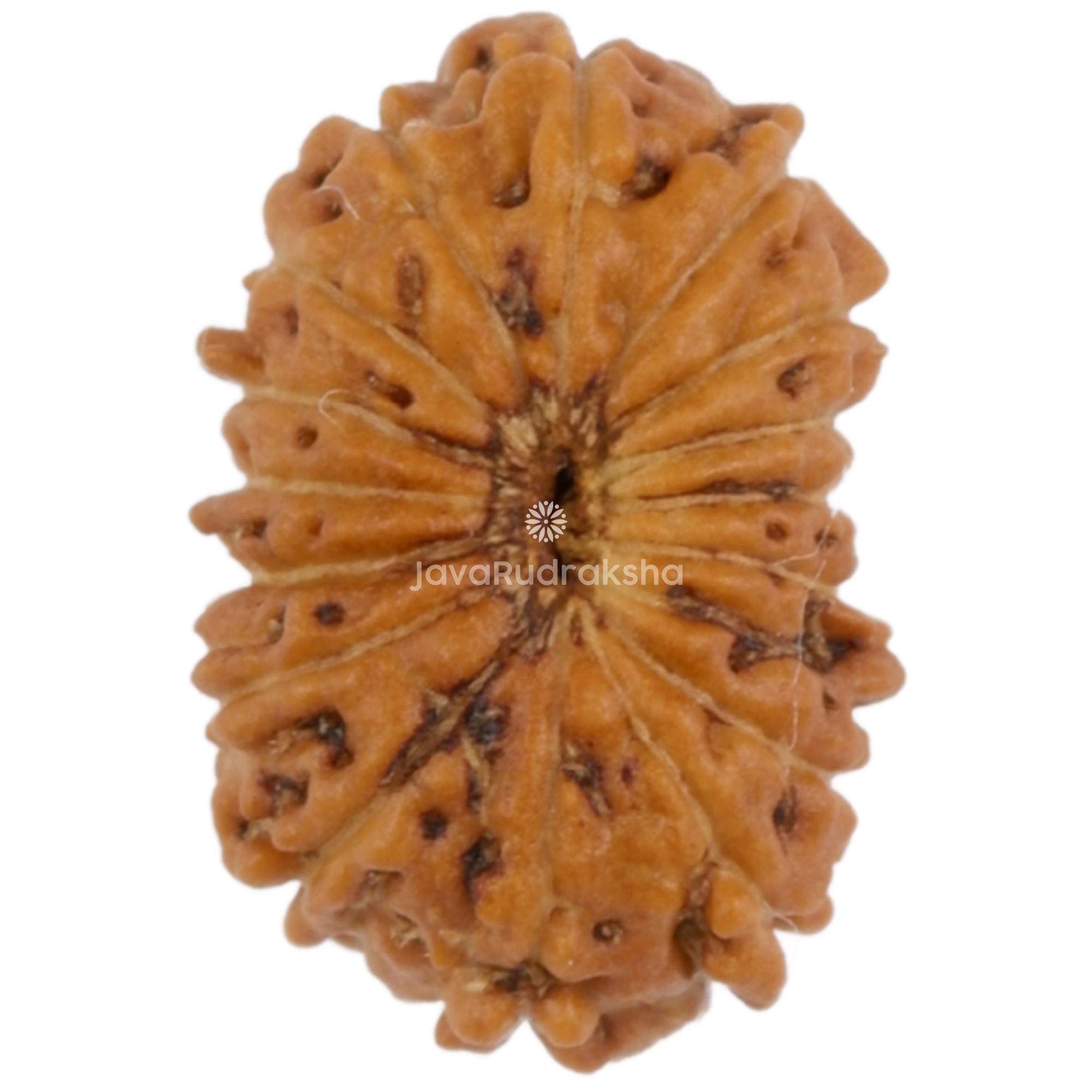 16 Mukhi Java Rudraksha 11.40 mm bottom view