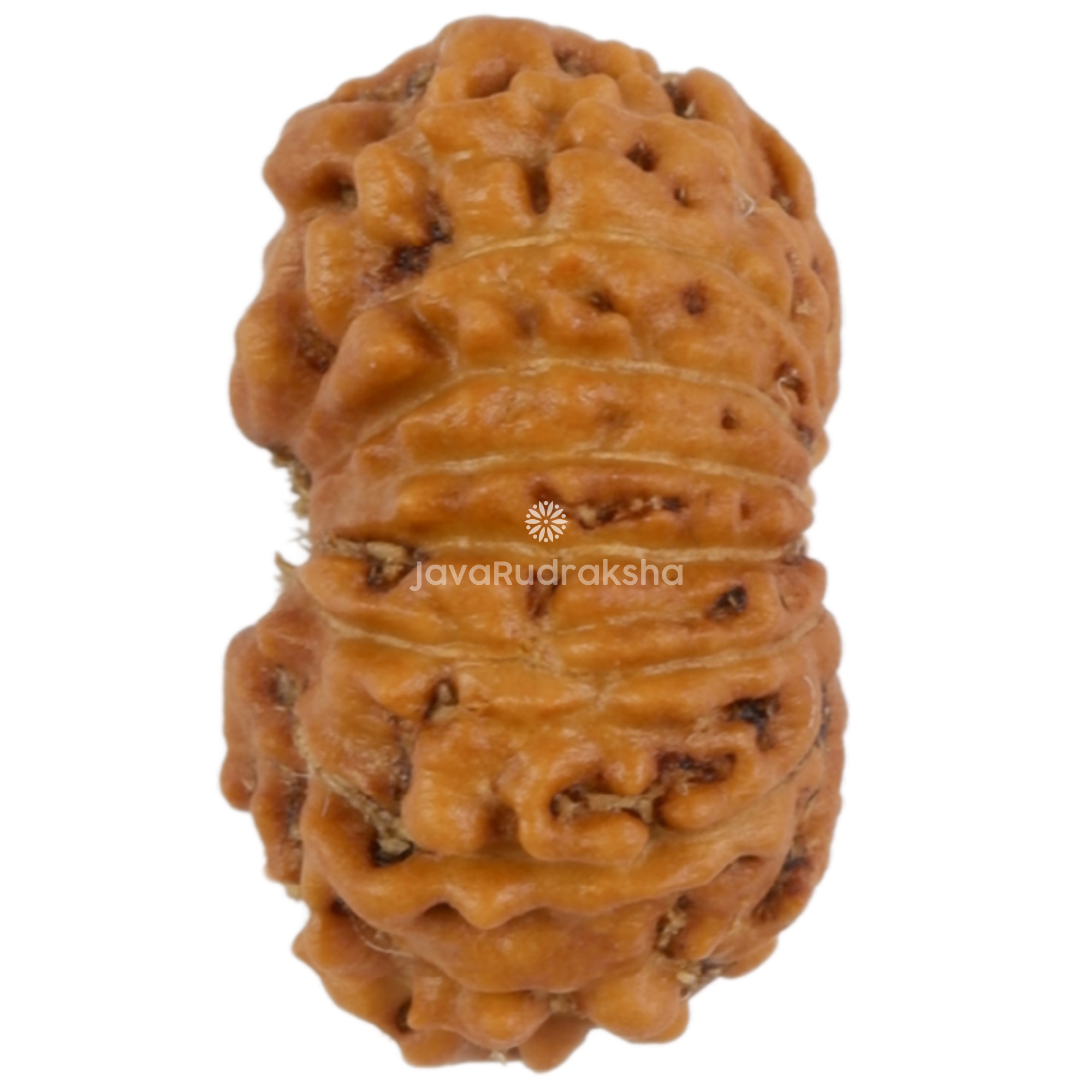 16 Mukhi Java Rudraksha 11.40 mm left side angle