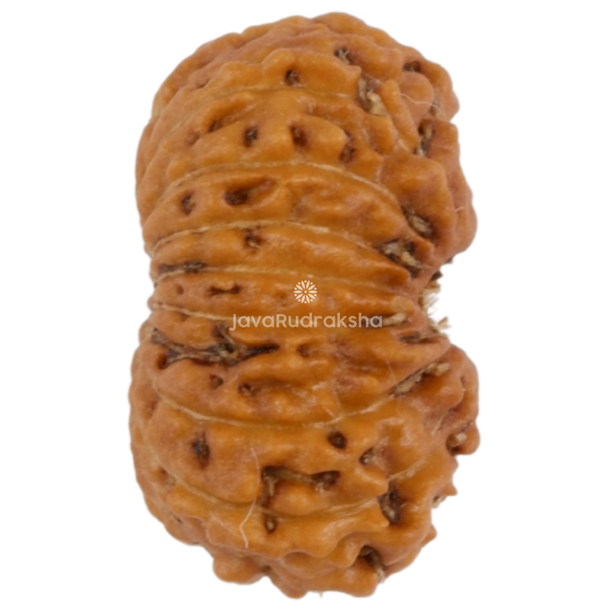 16 Mukhi Java Rudraksha 11.40 mm right side angle