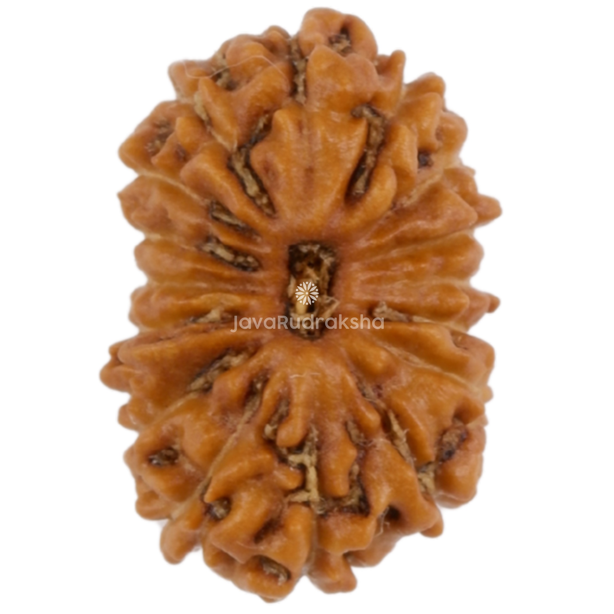 16 Mukhi Java Rudraksha 11.40 mm top view