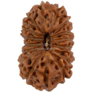 16 Mukhi Java Rudraksha 14.12 mm top view