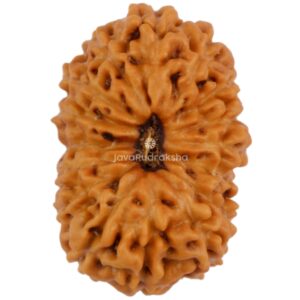 16 Mukhi Java Rudraksha 15.20 mm top view