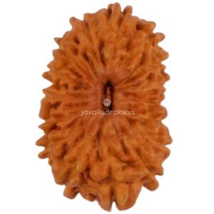 16 Mukhi Java Rudraksha 15.35 mm top view
