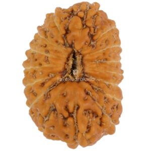 16 Mukhi Java Rudraksha 15.41 mm top view