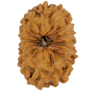16 Mukhi Java Rudraksha 17.27 mm top view