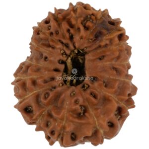 16 Mukhi Java Rudraksha 21.35 mm top view