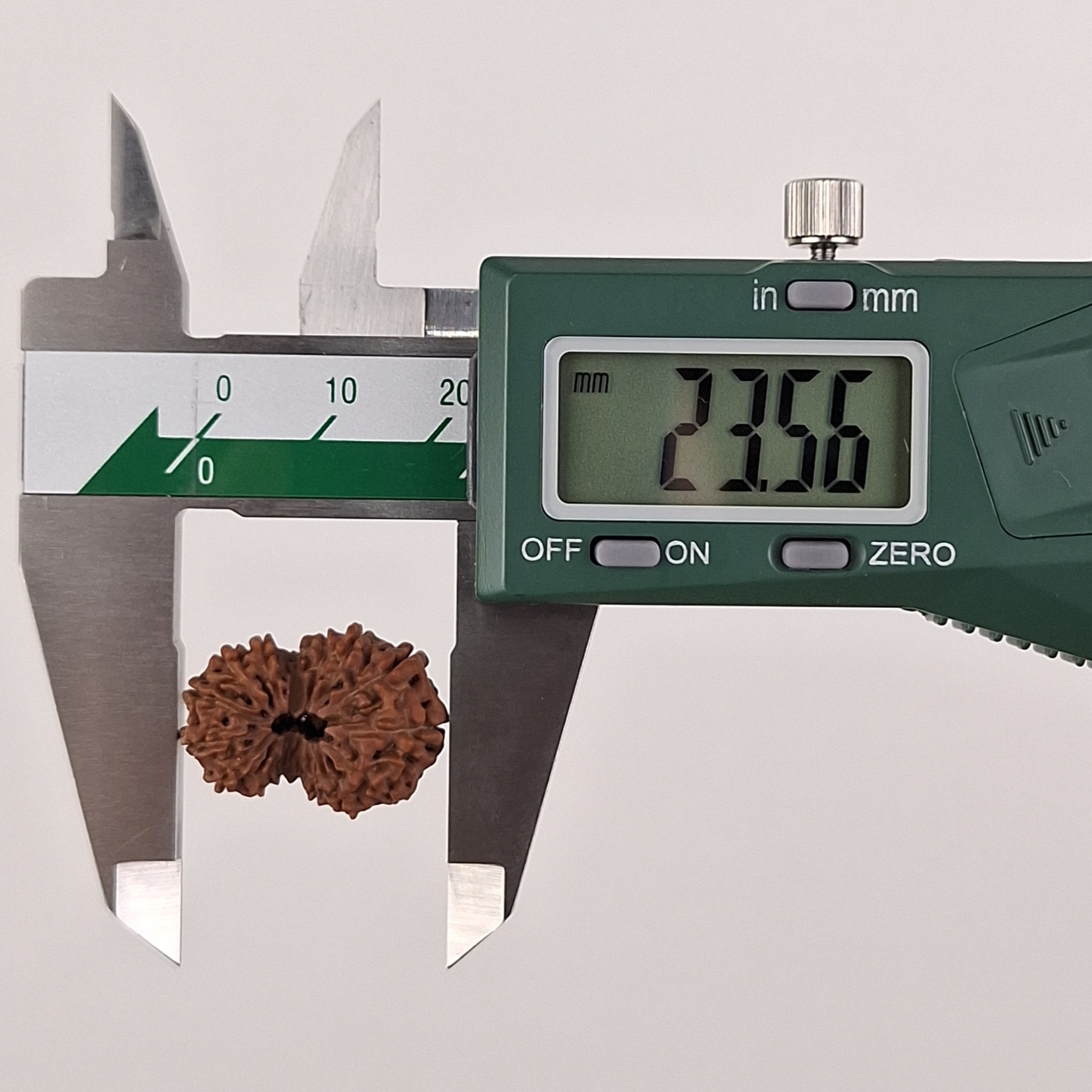 16 Mukhi Java Rudraksha 23.56 mm length measurement