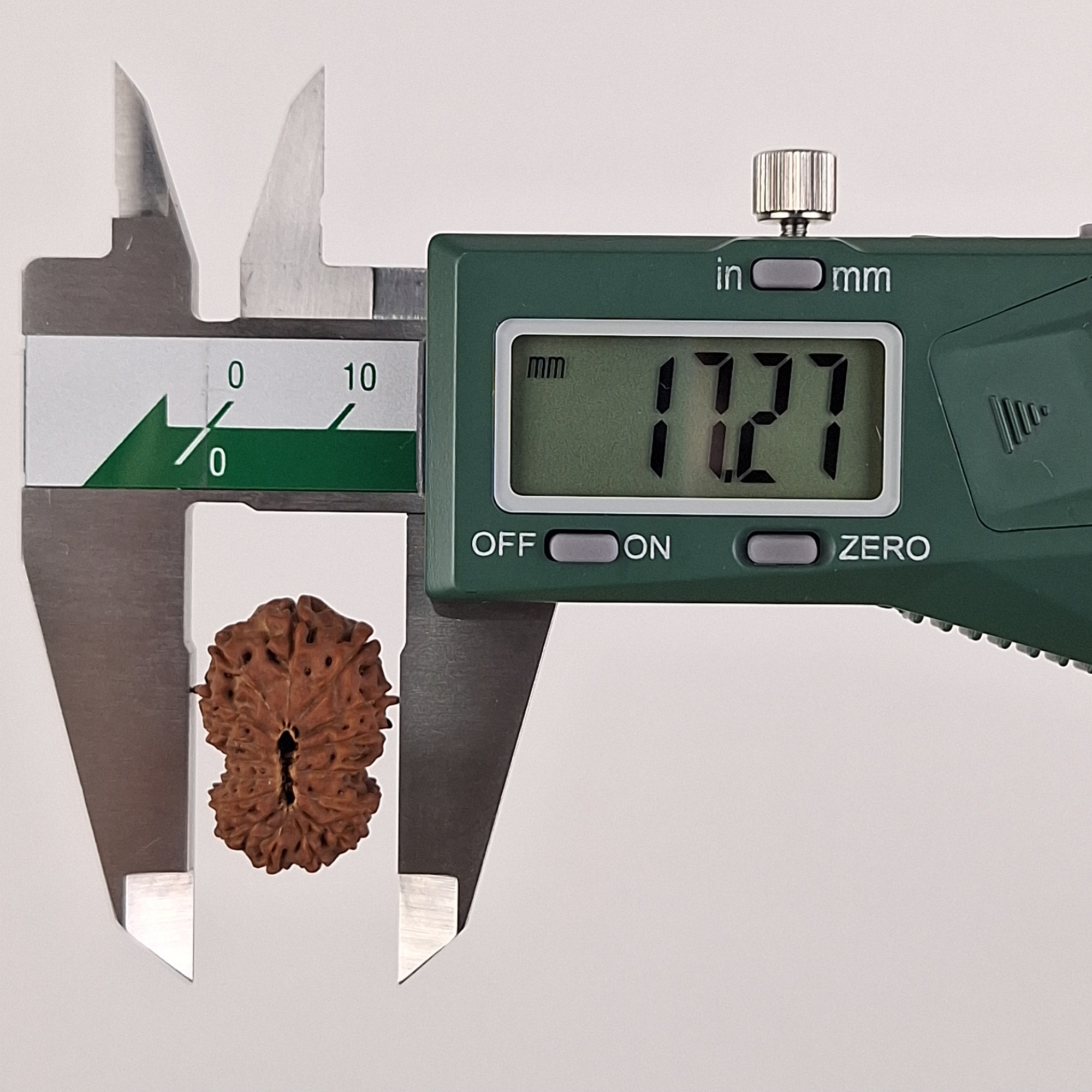 16 Mukhi Java Rudraksha 17.27 mm width measurement