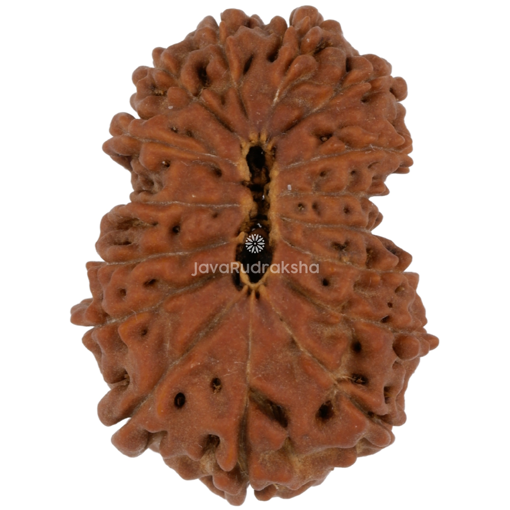 16 Mukhi Java Rudraksha 23.56 mm bottom view