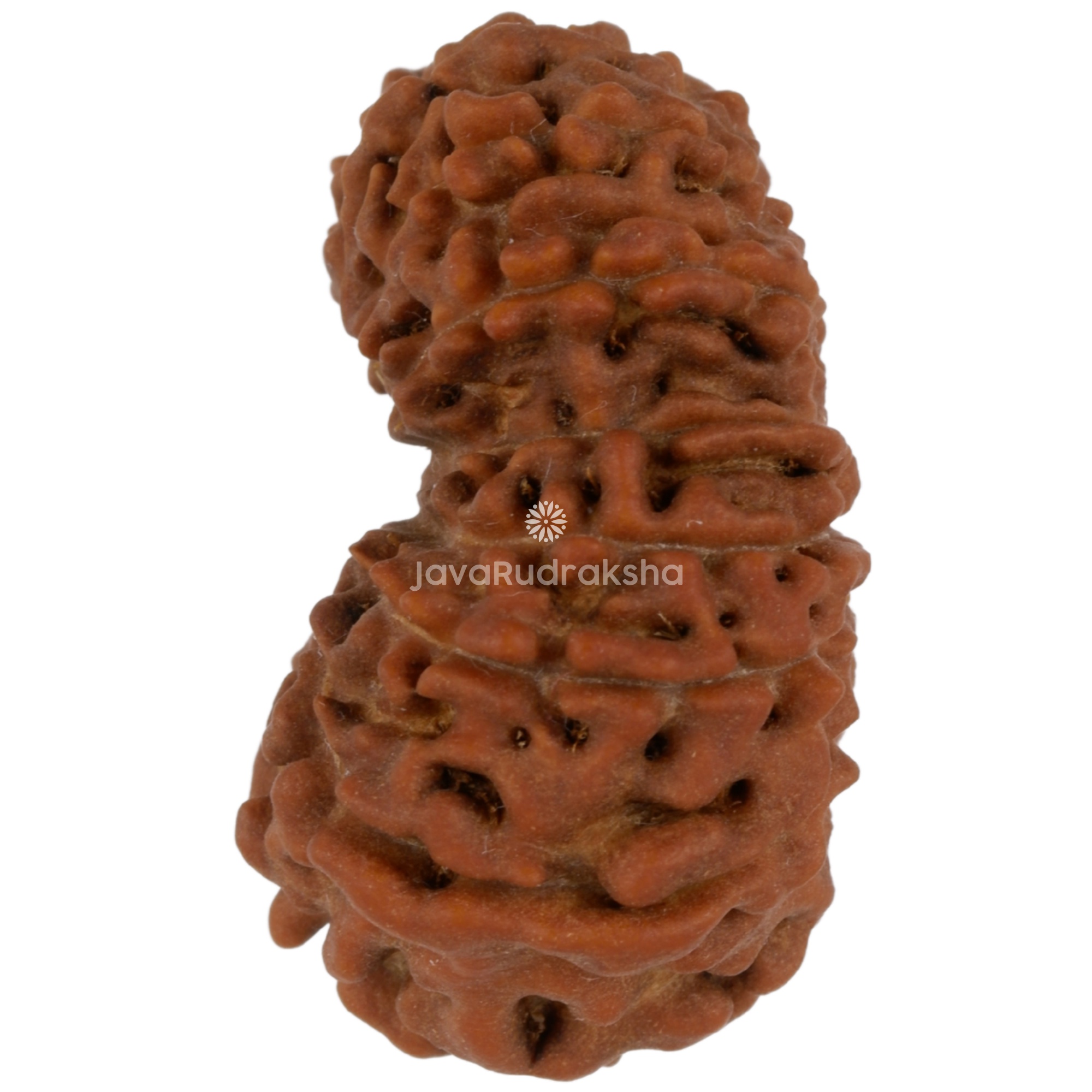 16 Mukhi Java Rudraksha 23.56 mm left side angle