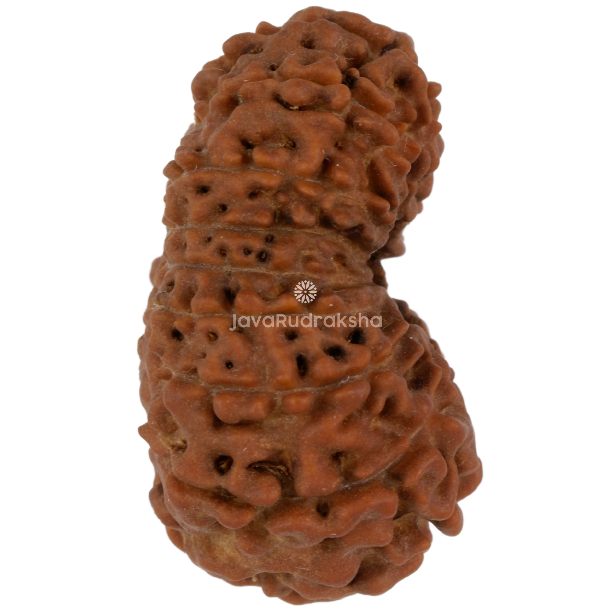 16 Mukhi Java Rudraksha 23.56 mm right side angle