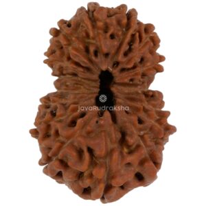 16 Mukhi Java Rudraksha 23.56 mm top view