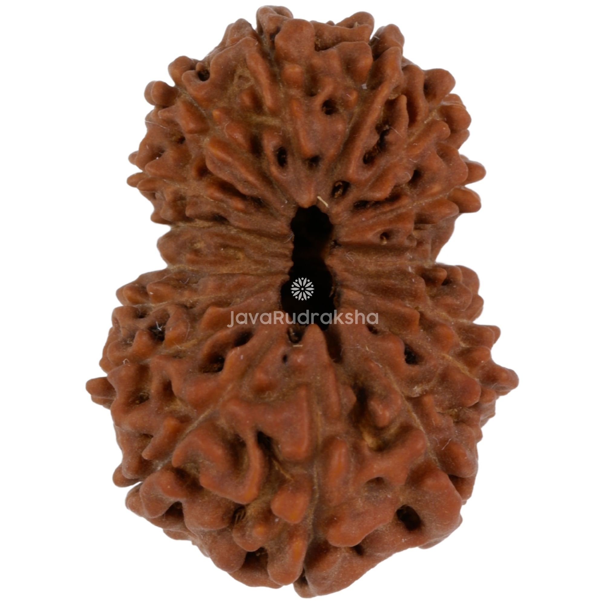 16 Mukhi Java Rudraksha 23.56 mm top view