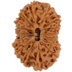 16 Mukhi Java Rudraksha 26.03 mm top view