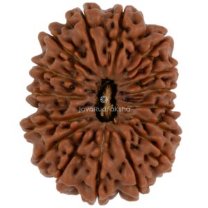 16 Mukhi Java Rudraksha 26.51 mm top view