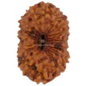 16 Mukhi Java Rudraksha 9.84 mm top view