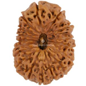 17 Mukhi Java Rudraksha 22.13 mm top view
