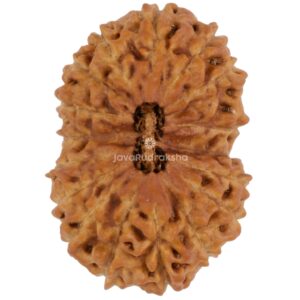 17 Mukhi Java Rudraksha 22.55 mm top view
