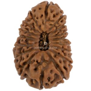 17 Mukhi Java Rudraksha 23.32 mm top view