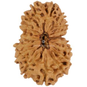 17 Mukhi Java Rudraksha 23.63 mm top view